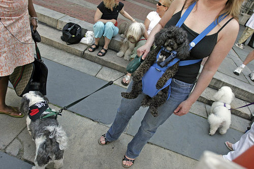 To Leash or Unleash? To Leash or Unleash?