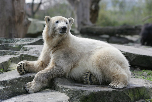 Pet Psychic Says Knut is Unhappy