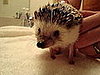 Pet Pics on Petsugar 2008-06-23 08:00:15