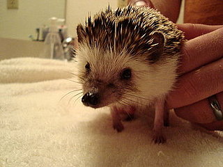 Pet Pics on Petsugar 2008-06-23 08:00:15