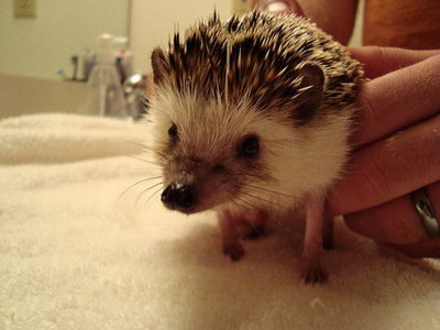 Pet Pics on Petsugar 2008-06-23 08:00:15