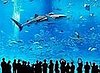 Worlds Largest Fish Tank
