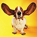 Dirty Ears