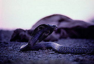 Cobra Creature Feature on Petsugar