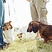 Know Thy Dog Park Neighbor