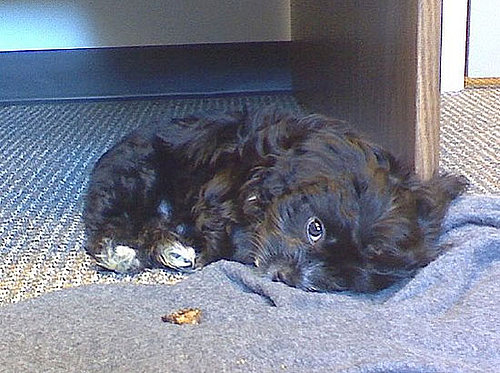 Stinky Puppy! Stinky Puppy!