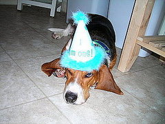 Pet Pics on Petsugar 2008-06-30 08:00:13