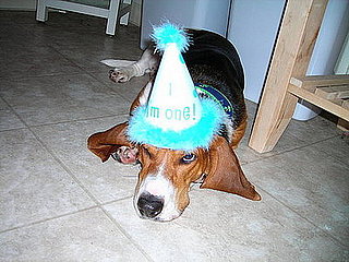 Pet Pics on Petsugar 2008-06-30 08:00:13