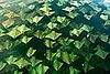 Huge Stingray School Heads North
