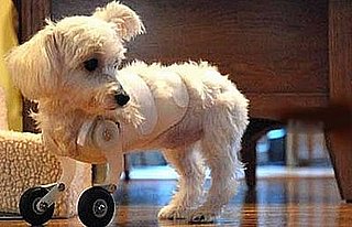 Maltese With Two Legs Gets Around On Model Airplane Wheels