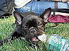 Pet Pics on Petsugar 2008-07-01 08:00:55