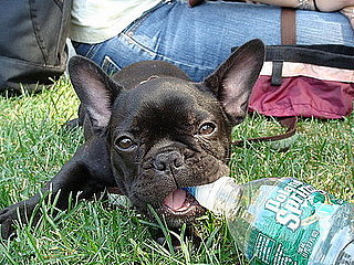 Pet Pics on Petsugar 2008-07-01 08:00:55