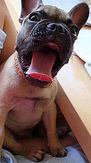 Pet Pics on Petsugar 2008-07-07 08:00:42
