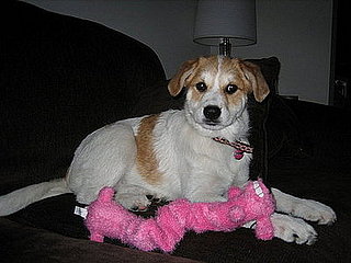 Pet Pics on Petsugar 2008-07-03 03:00:53