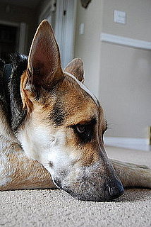 Pet Pics on Petsugar 2008-07-04 00:30:00