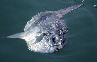 Do You Know What Fish This is?