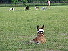 Pet Pics on Petsugar 2008-07-10 10:15:39