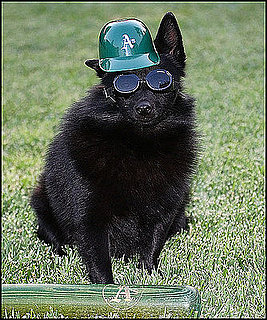 Pet Pics on Petsugar 2008-07-14 08:00:22