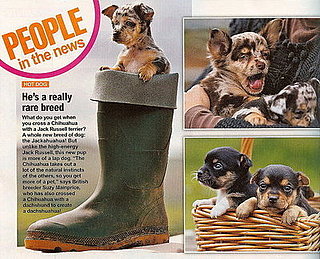 New Dog Breed Blends Chihuahua and Jack Russell