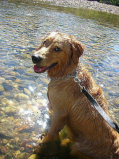 Pet Pics on PetSugar 2008-07-17 08:00:11