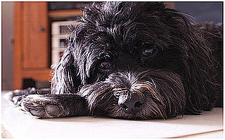Petsugar Weekly Recap 2008-07-19 07:00:40