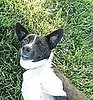 Pet Pics on Petsugar 2008-07-25 08:00:19