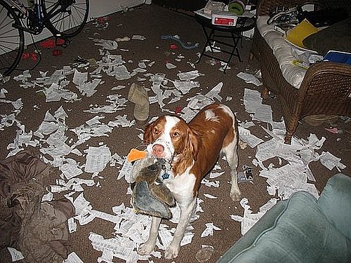Pet Pics on Petsugar 2008-07-24 08:00:19