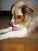Pet Pics on Petsugar 2008-08-04 08:00:16