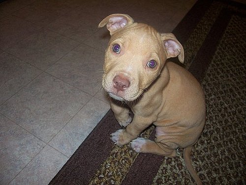 Pet Pics on Petsugar 2008-08-12 08:00:16