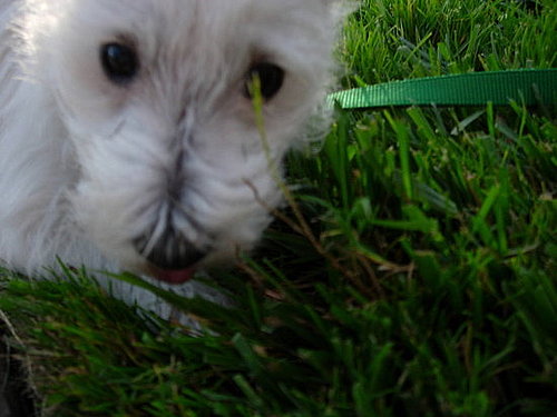 Pet Pics on Petsugar 2008-08-07 08:00:24