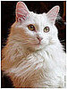 Pet Pics on PetSugar 2008-08-06 08:00:37