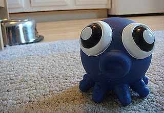 Do Your Pets Have A Favorite Toy?
