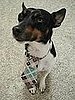 Dogties from Etsy
