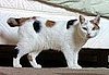 Guess What Breed of Cat?
