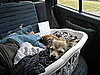 Pet Pics on Petsugar 2008-08-26 08:00:38