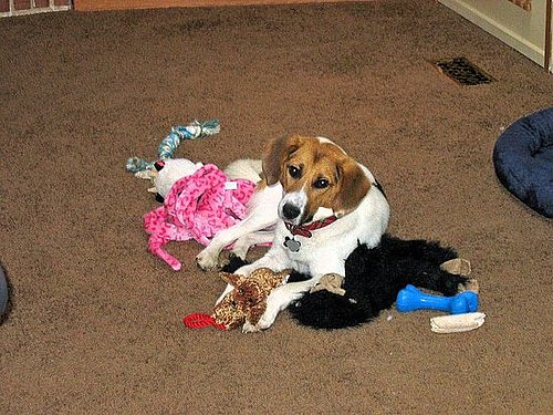 Pet Pics on Petsugar 2008-08-22 08:00:35