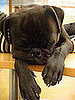 Pet Pics on Petsugar 2008-08-28 08:00:08