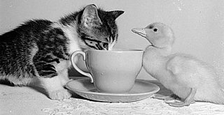 PetSugar Weekly Recap Quiz 2008-08-30 11:00:00