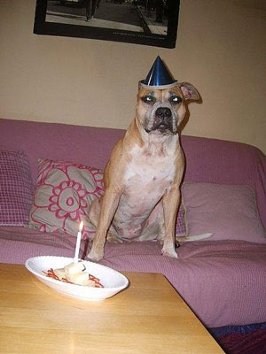 Pet Pics on Petsugar 2008-09-05 08:00:51