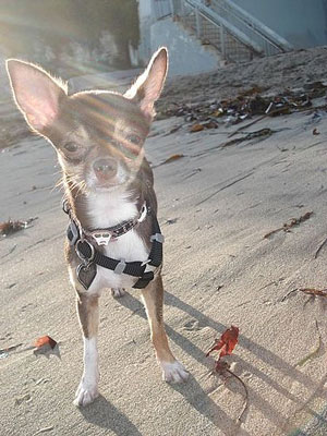 Pet Pics on Petsugar 2008-09-09 08:00:56