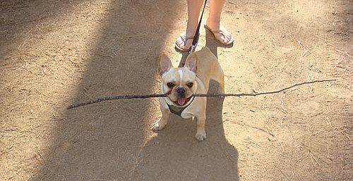 How Do You Keep Your Pets Cool in the Summer?