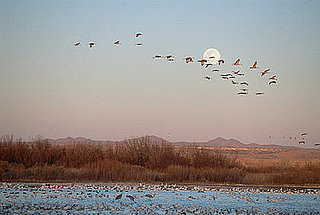 Full Moons Make Animals More Active