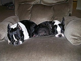 Pet pics on Petsugar 2008-09-17 08:00:44