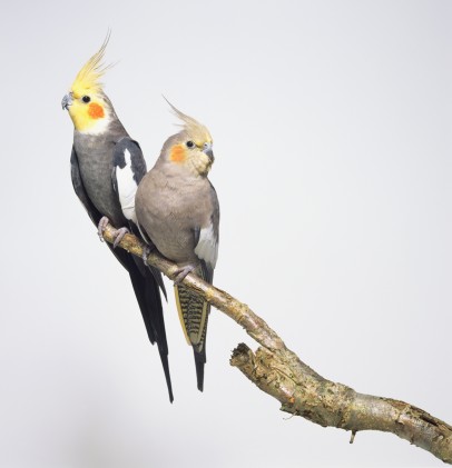 Guess What Bird?