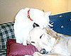 Pet Pics on Petsugar 2008-09-30 08:00:50
