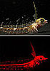 Fish Glowing Red