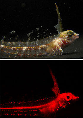 Fish Glowing Red