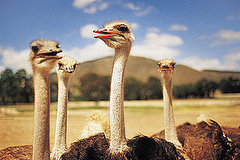 Ostrich Facts Ostrich Facts