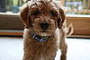 Pet Pics on Petsugar 2008-10-06 08:00:03