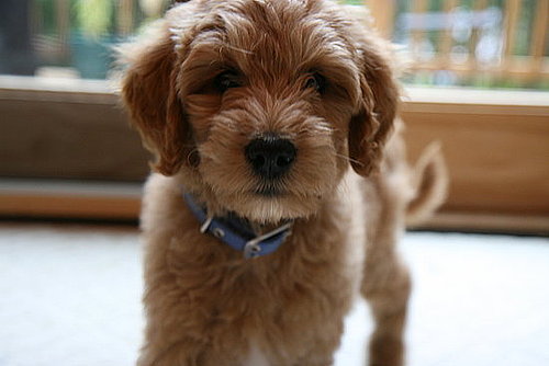 Pet Pics on Petsugar 2008-10-06 08:00:03